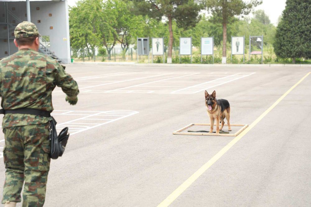 Milliy kinologiya markazi itni dressirovka qilish o`rgatish kinolog