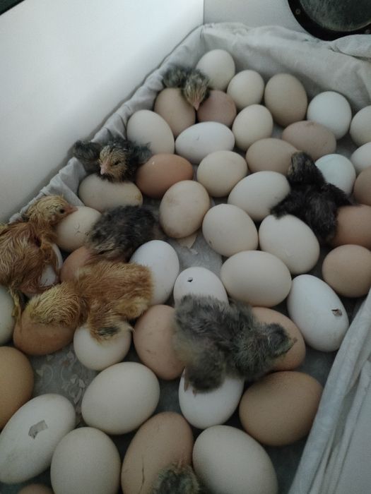 Породистые цыплята