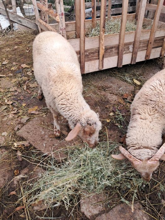 Berbecuți de vânzare