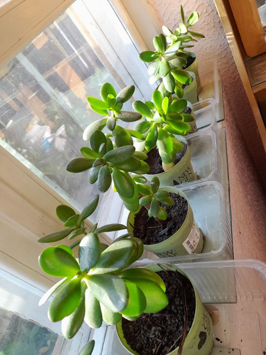 Arborele de jad. Crassula Ovata