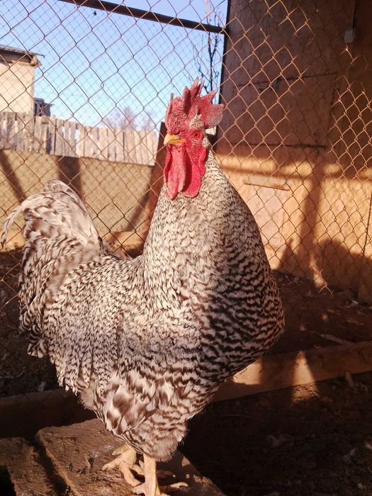 Амроксов семейка 2+1