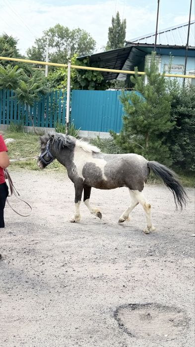 Пони Шотландец жеребец