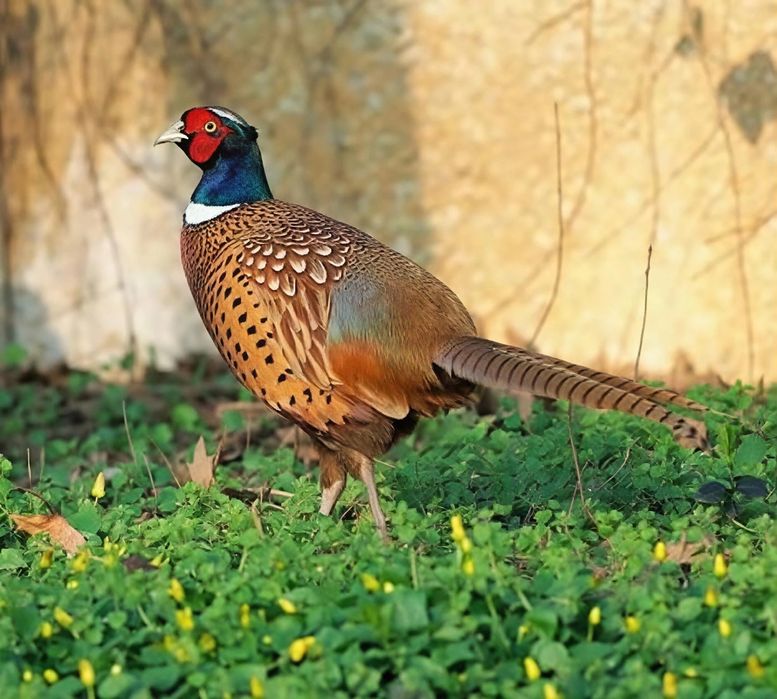 Fazan jojalari sotiladi