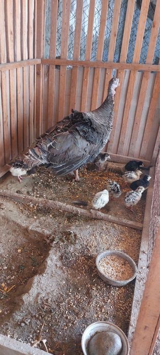 Продам индюшкус и индюшата