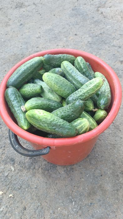 Продам ведро огурцов