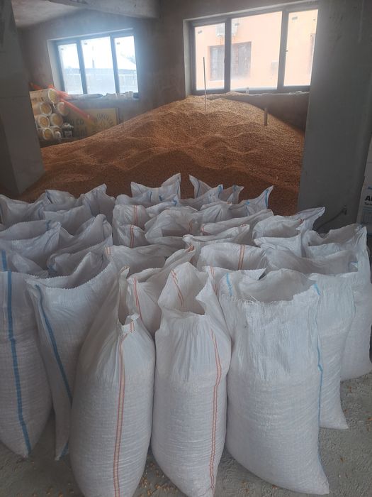 Vând porumb in șăulia