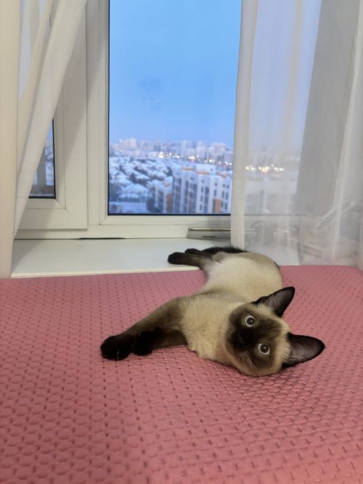 отдам кота в добрые руки