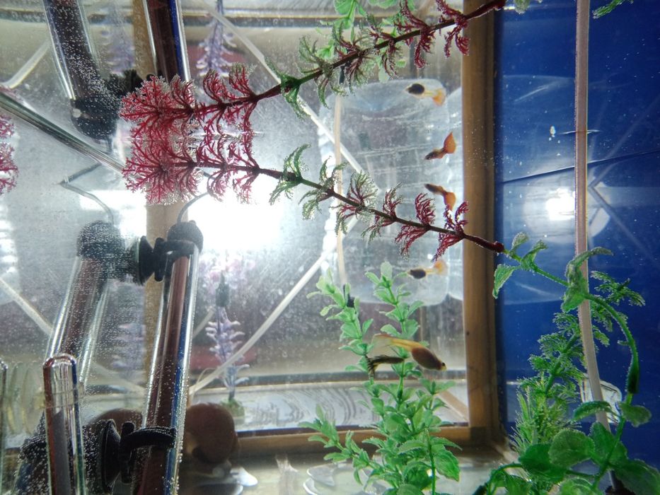 Продам рыбок гуппи