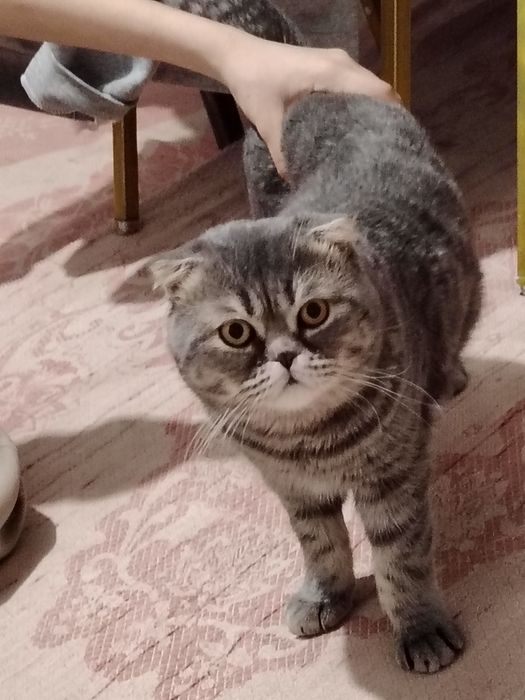 Шотландская вислоухая кошка (скоттиш-фолд).