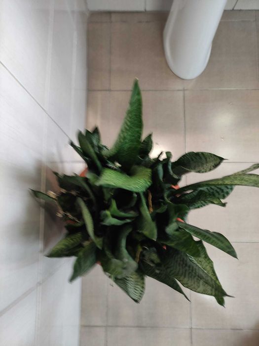 Flori/plante interior/ decoratiuni (casa/apartament)