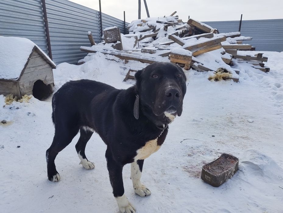 Алабай отдаю бесплатно кобель