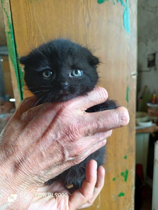 котята вислоухие