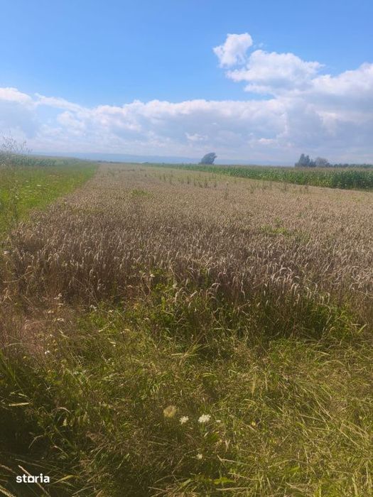 Teren intravilan, 10000mp, zona Maneuti, Radauti