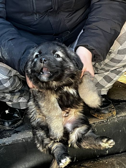 Отдам щенков в добрые руки!