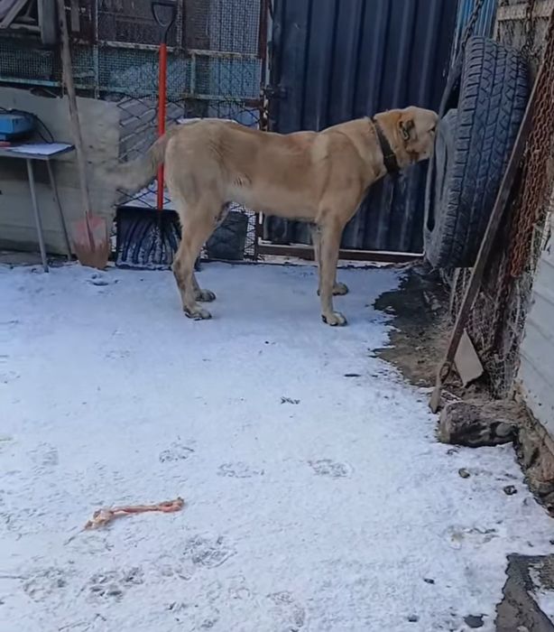 Продам     щенка