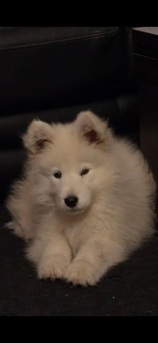 Породисти кученца Самоети