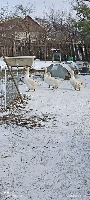 Gâște  Crețe, coloss și Toulouse din 2025  iunie