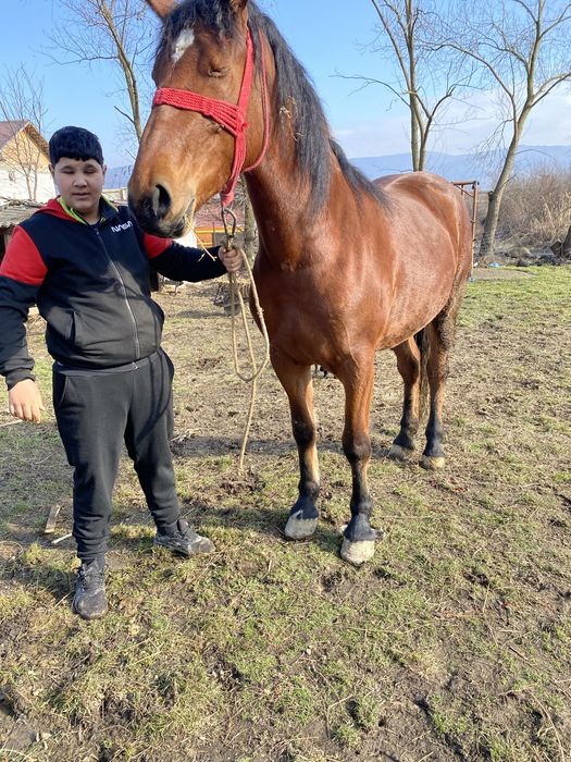 Vand sau schimb cu viței