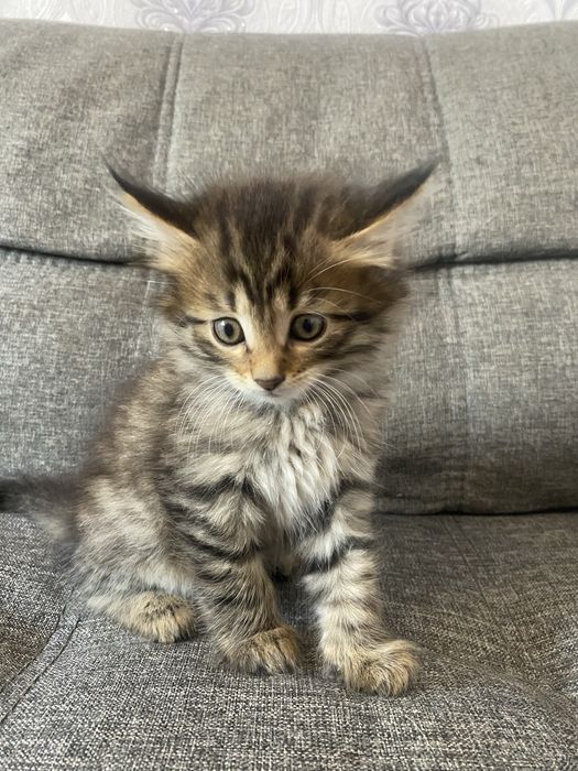 Котята помесь с мейн куном