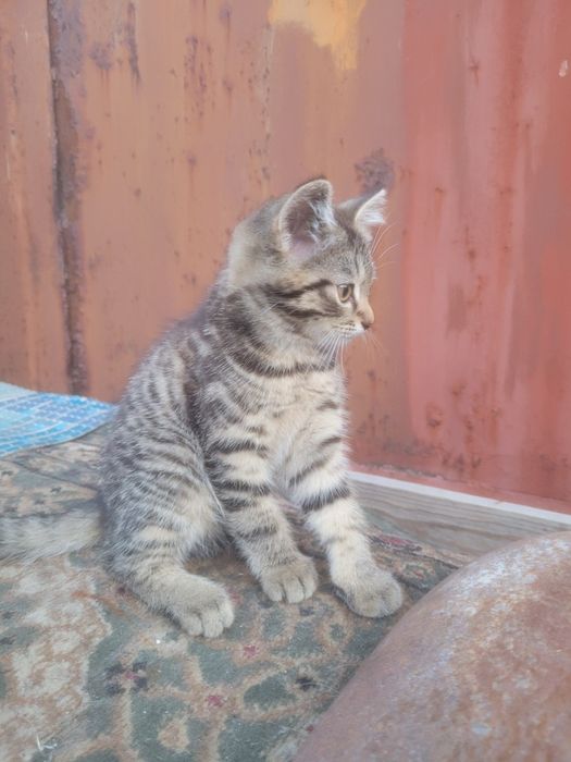 Отдам котят бесплатно