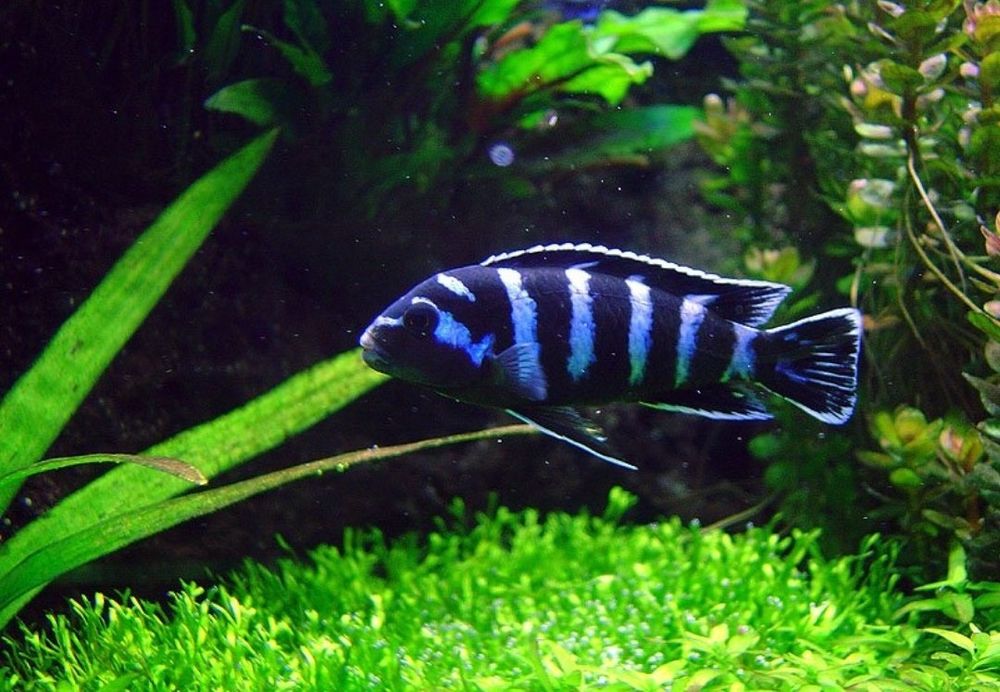 Demason oila sotiladi