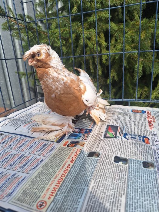 Продам самца 2025 по наватам