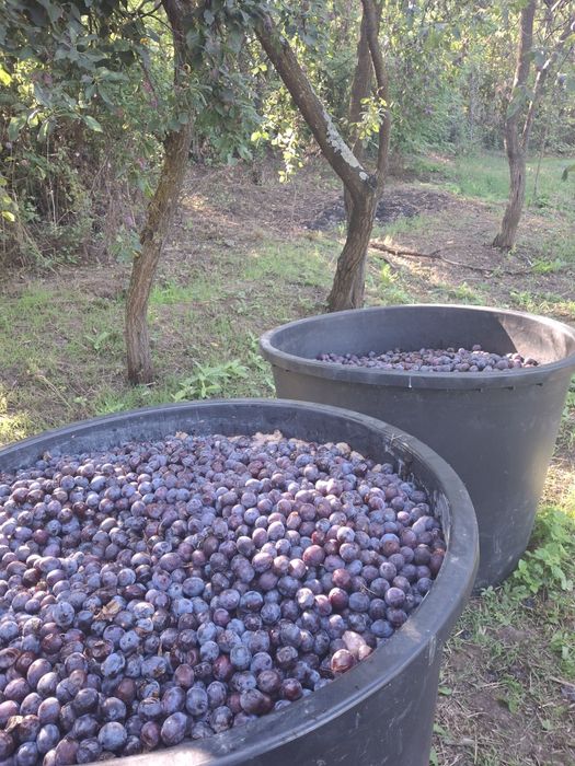 Prune 0,70 lei kg calitate