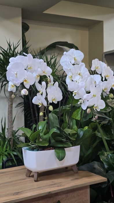 Орхидея. Орхидея Фаленопсис в белом кашпо.