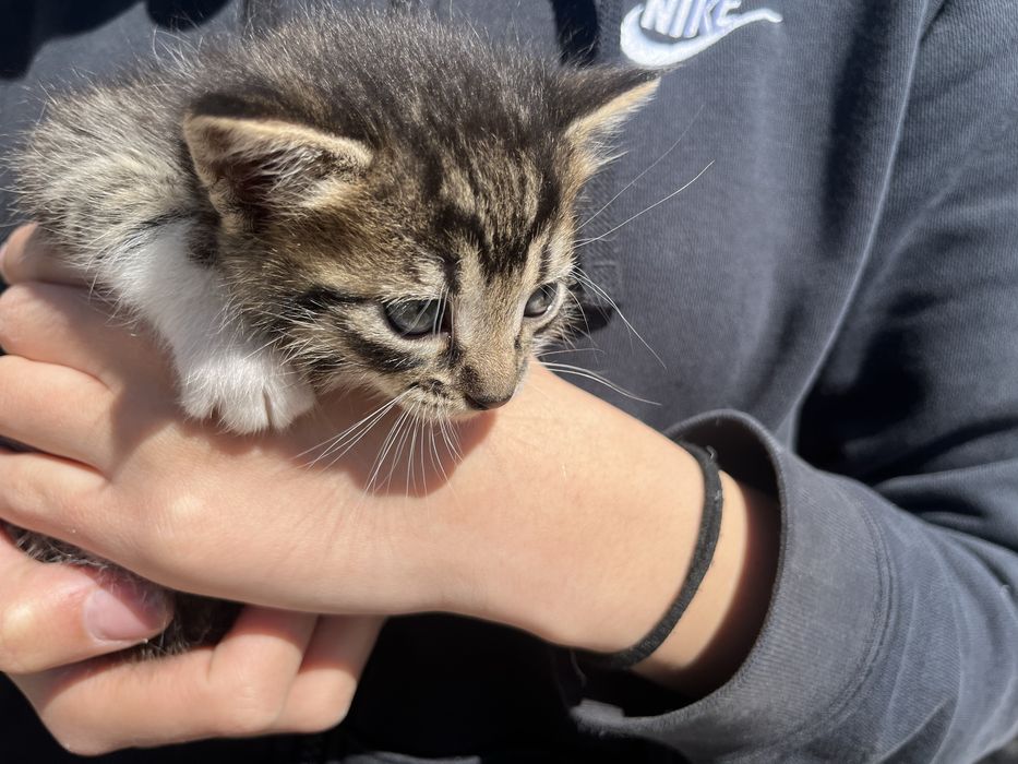 Подарявам котенца