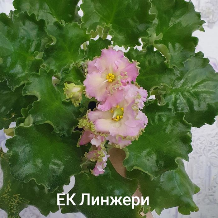 Продам сортовые фиалки