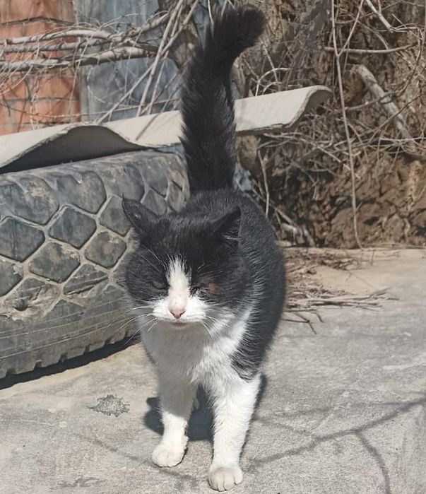 Кошечка  ищет Добрый ДОМ