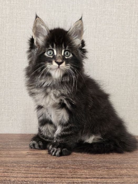 Мейн-кун мальчик