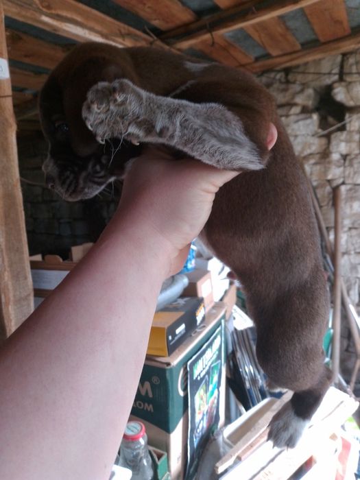 Кученца Курхаар от Руски родители