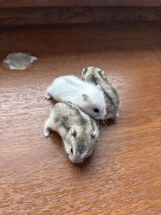 Хомяки джунгарские