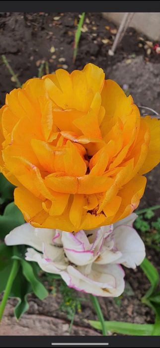 Bulbi de lalele 100 buc 60 lei