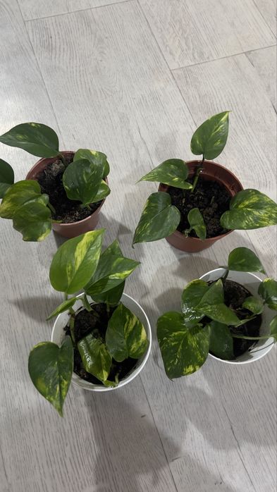 Продам Голдфингер (лиана)