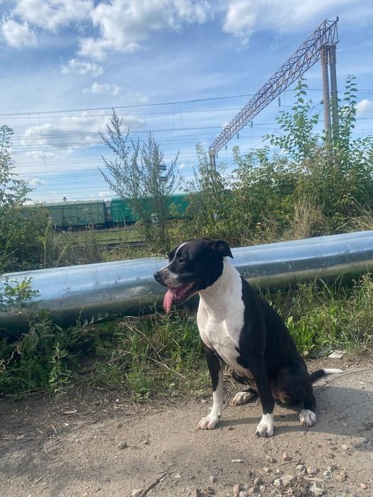 Добрый Руки щенок