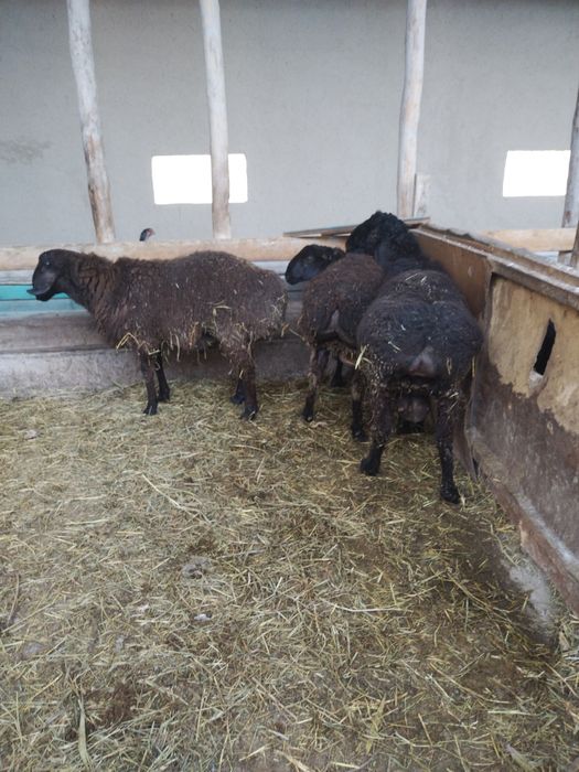 Qochqor barra 3 dona zoti qazoq