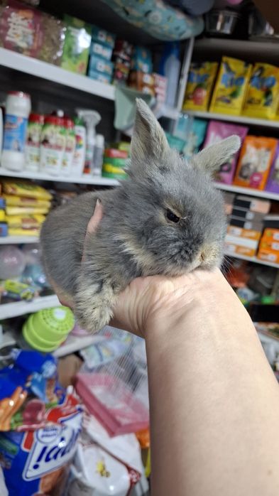 Кролики карликовые поступление