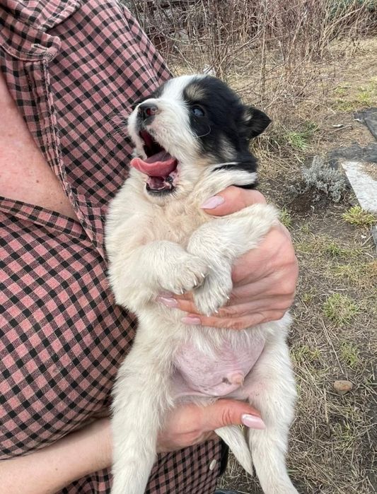 Отдам щенка в добрые руки