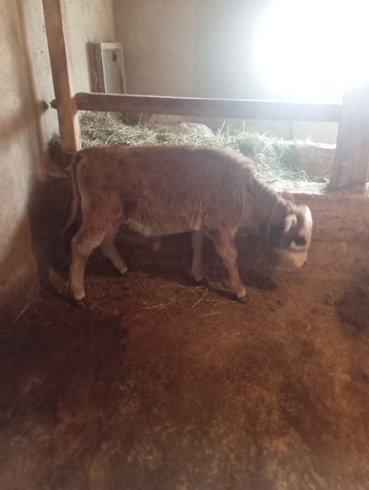 Продам телёнка бычка срочно