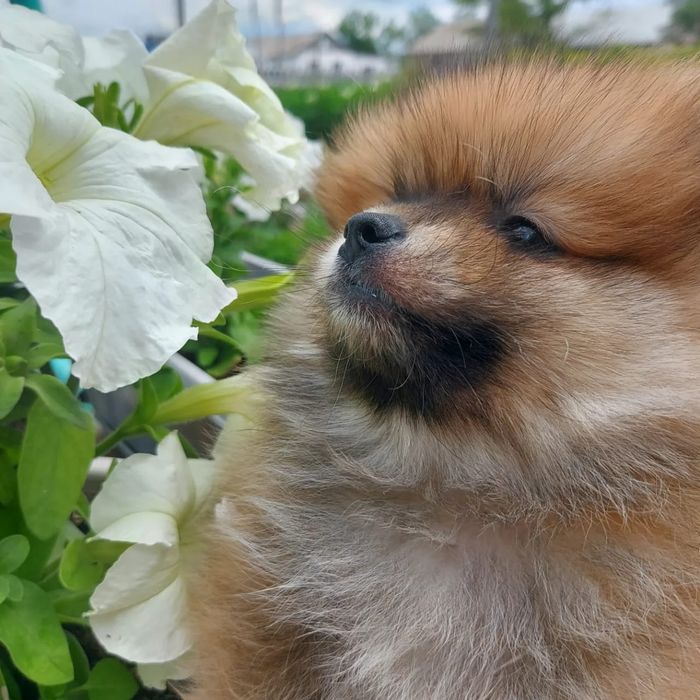 Продам щенков шпица.