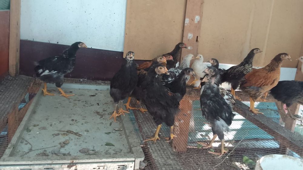 Продам домашних цыплят