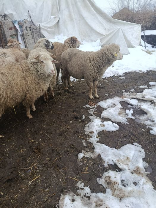 В Продажи Жирные бараны.