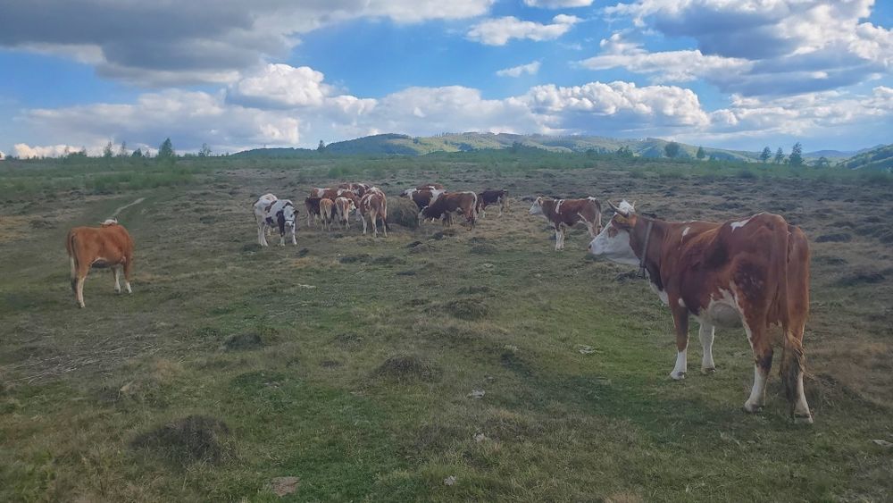 De vanzare ferma 19 vaci si 7 vitei