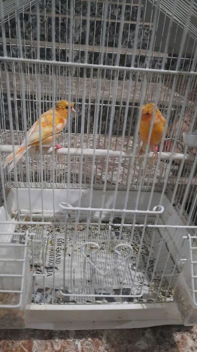 Канарейкалар бар