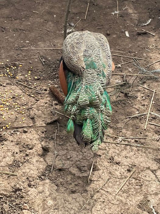 Vand paun comun de 2 ani