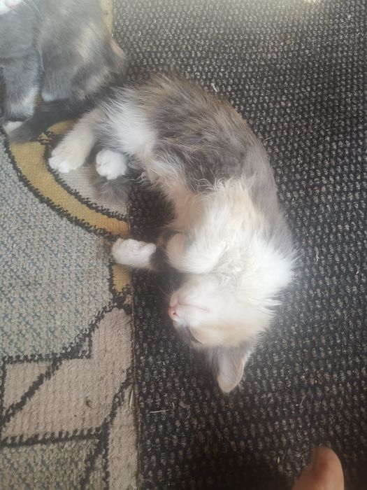 Отдам котят в хорошие руки