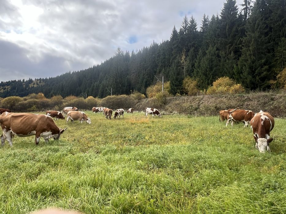 Vaci de lapte de vanzare