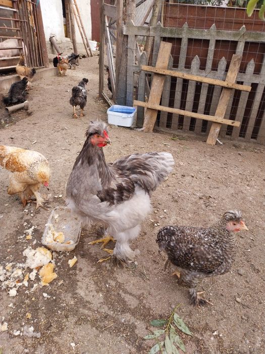 Oua pentru incubat de la gaini motate